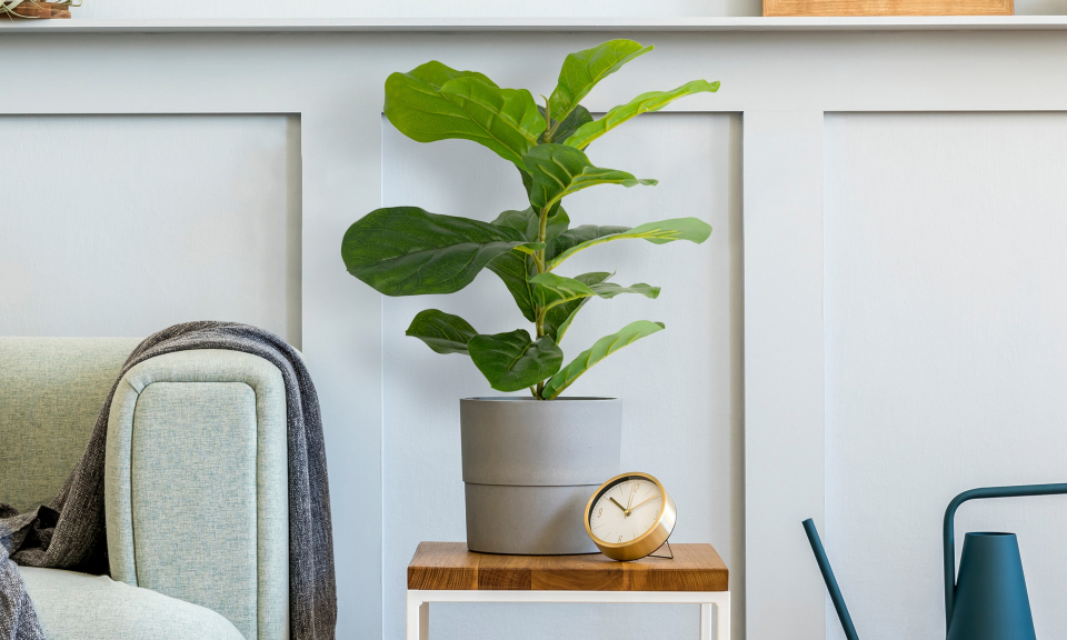 Plante artificielle - Ficus Lyrata Plante artificielle - Ficus Lyrata