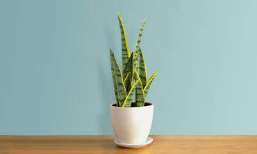 Plante artificielle - Sanseveria Plante artificielle - Sanseveria