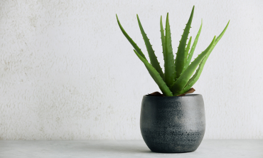 Plante artificielle - Aloe vera Plante artificielle - Aloe vera